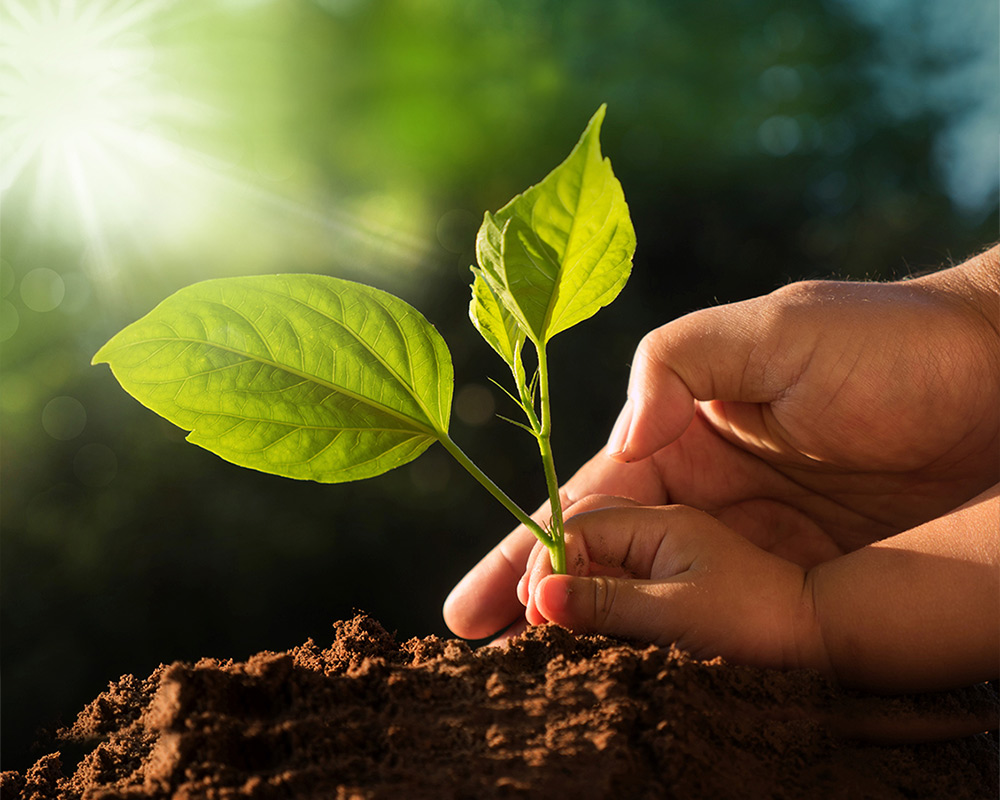 photo of a small child and parent planting a seedling