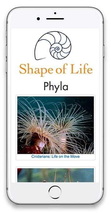 screenshot of Shape of Life mobile website