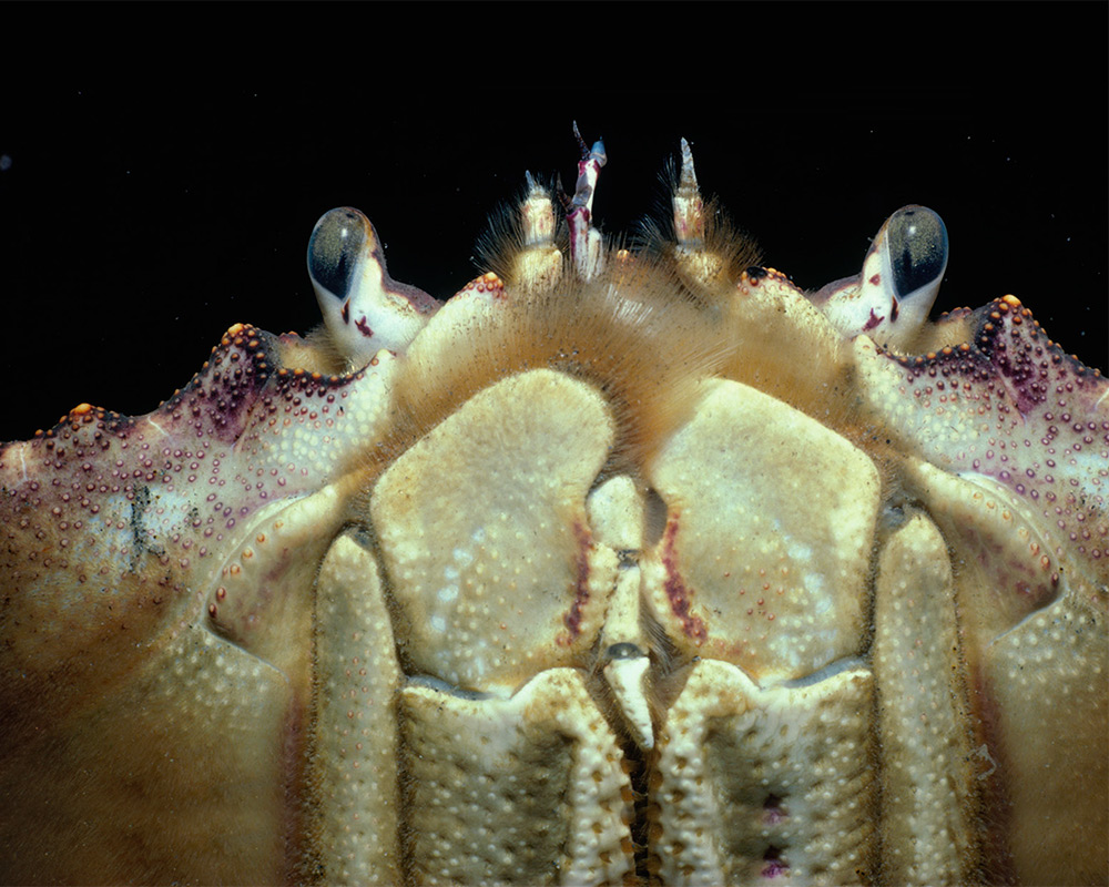 Closeup photo of crab