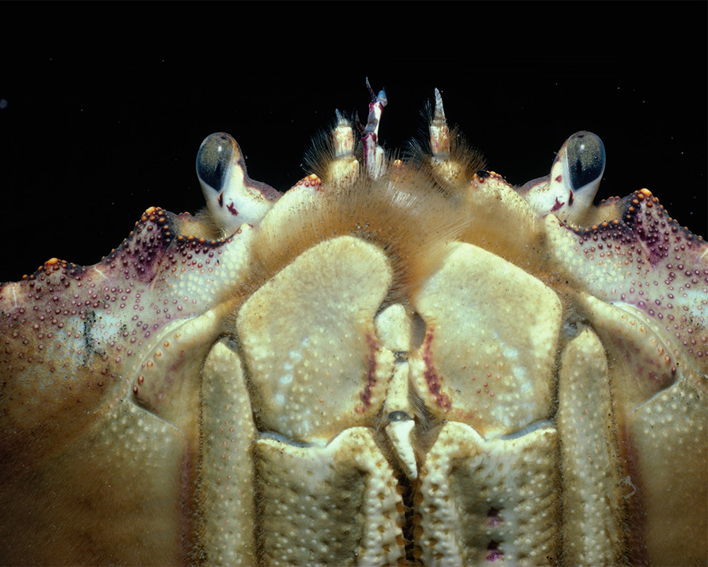 Closeup photo of crab Closeup photo of crab