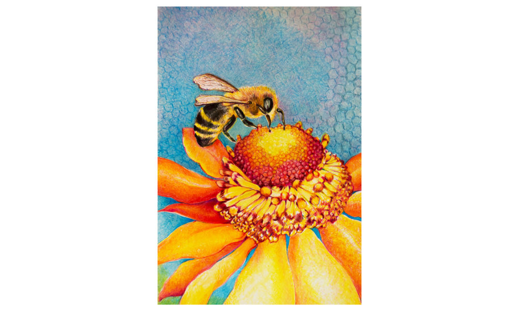 Colored pencil drawing of a honey bee gathering nectar on a flower