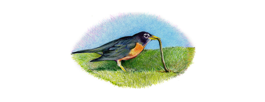 Colored pencil drawing of a robin eating a worm