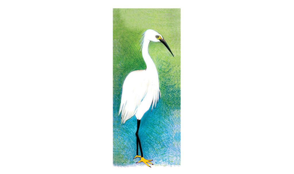 Colored pencil drawing of a snowy egret
