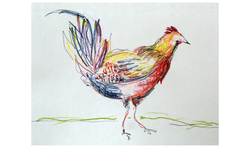 drawing in colored pencil and pen of a rooster