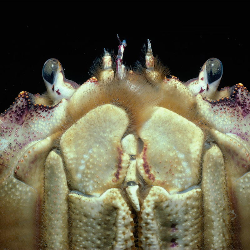 photo of a crab