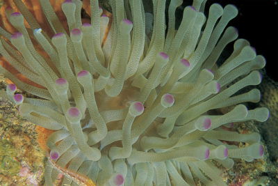 photo of an anemone
